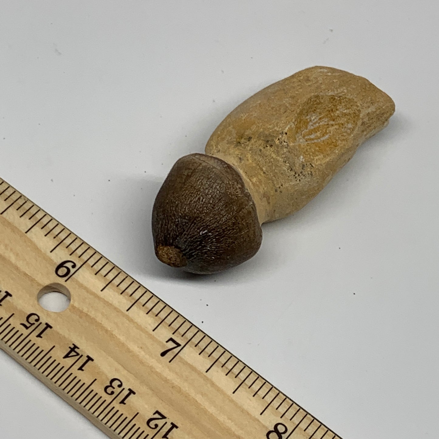 30.8g, 2.5"X1"x0.8" Fossil Globidens phosphaticus (Mosasaur ) Tooth, Cretaceous,