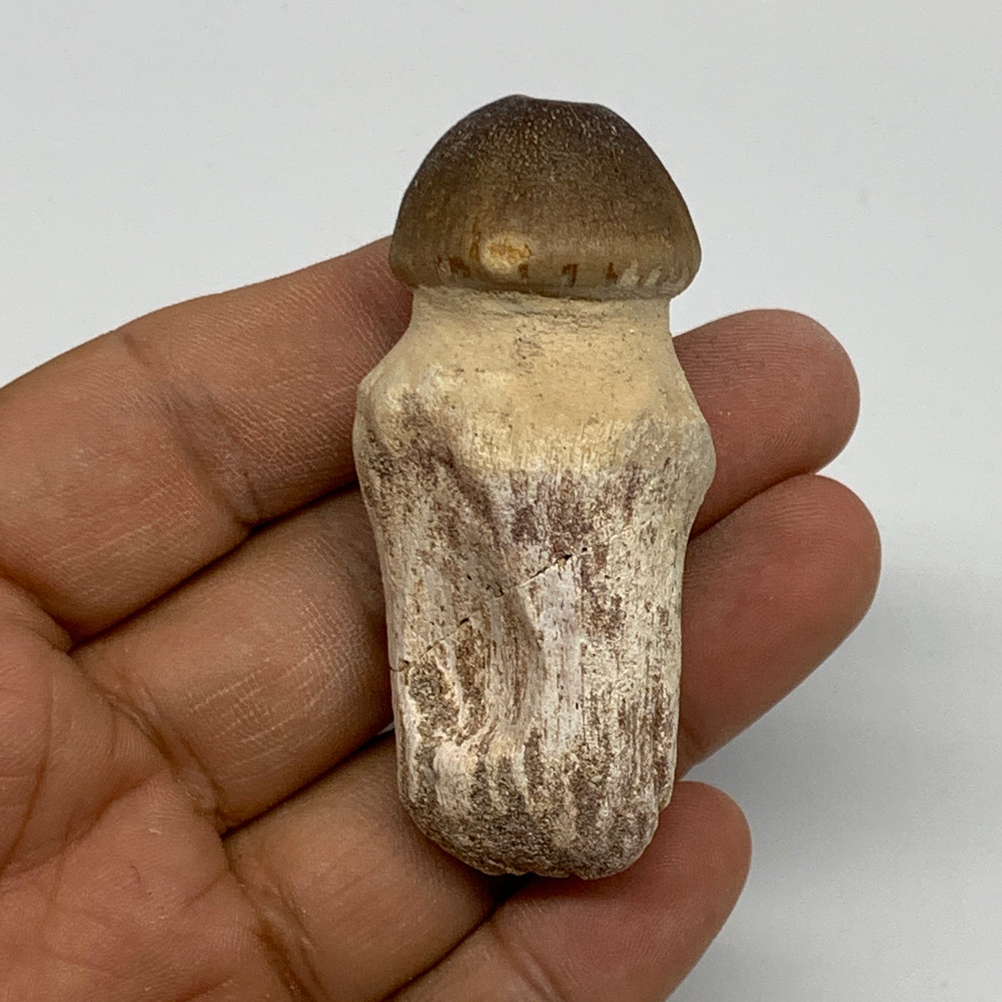 36.7g, 2.4"X1.1"x0.9" Fossil Globidens phosphaticus (Mosasaur ) Tooth, Cretaceou