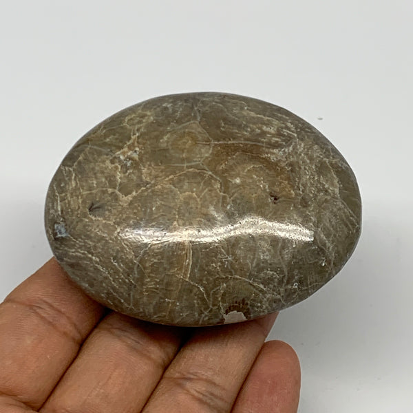 131.5g,2.7"x2.1"x 1.1", Coral Fossils Palm-Stone Polished from Morocco, B20376