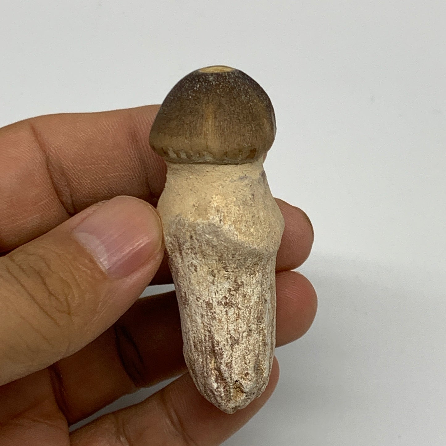 36.7g, 2.4"X1.1"x0.9" Fossil Globidens phosphaticus (Mosasaur ) Tooth, Cretaceou