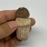 36.7g, 2.4"X1.1"x0.9" Fossil Globidens phosphaticus (Mosasaur ) Tooth, Cretaceou