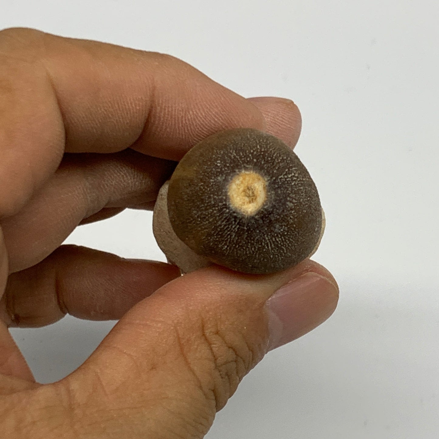 36.7g, 2.4"X1.1"x0.9" Fossil Globidens phosphaticus (Mosasaur ) Tooth, Cretaceou