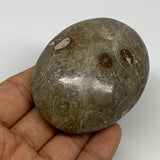 131.5g,2.7"x2.1"x 1.1", Coral Fossils Palm-Stone Polished from Morocco, B20376