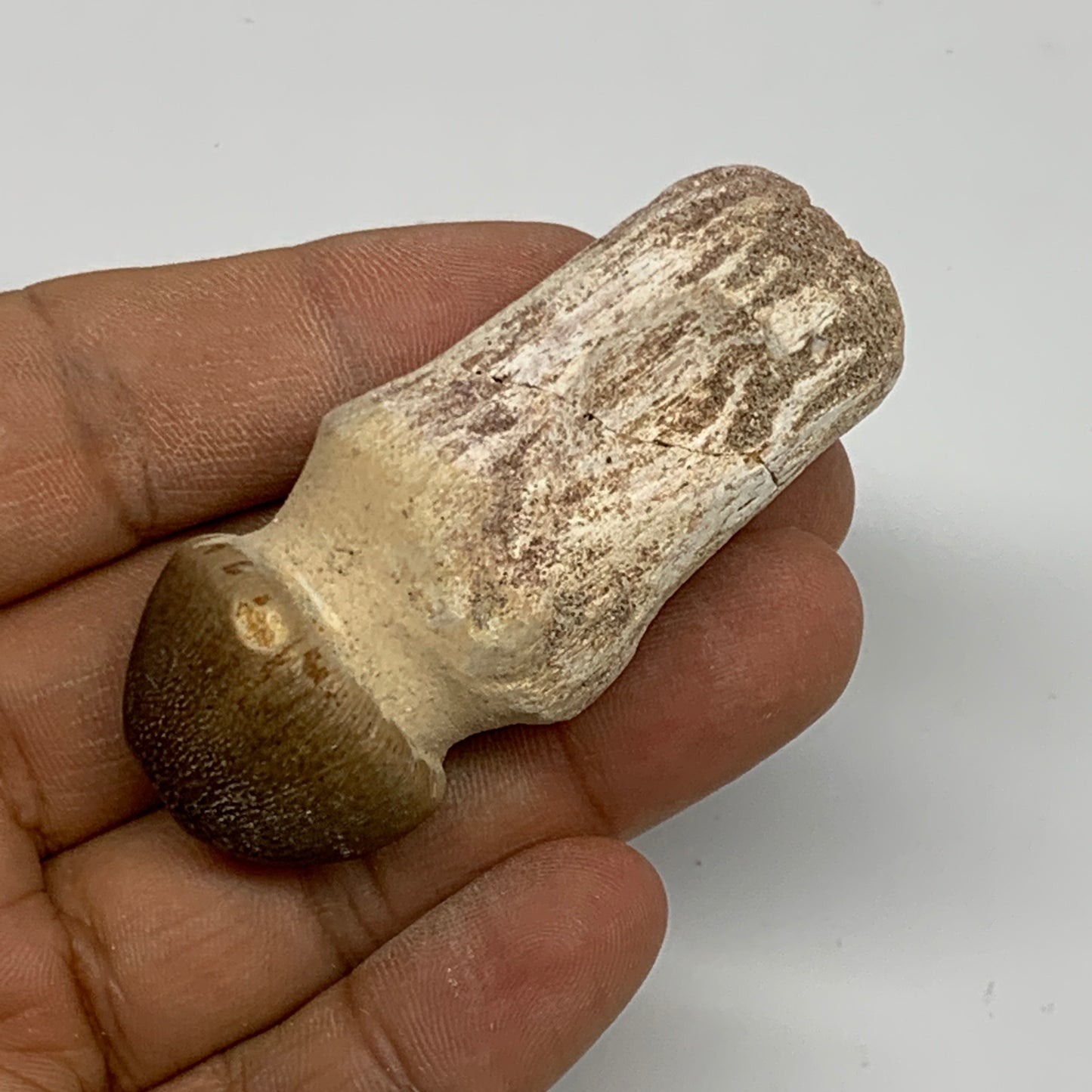 36.7g, 2.4"X1.1"x0.9" Fossil Globidens phosphaticus (Mosasaur ) Tooth, Cretaceou