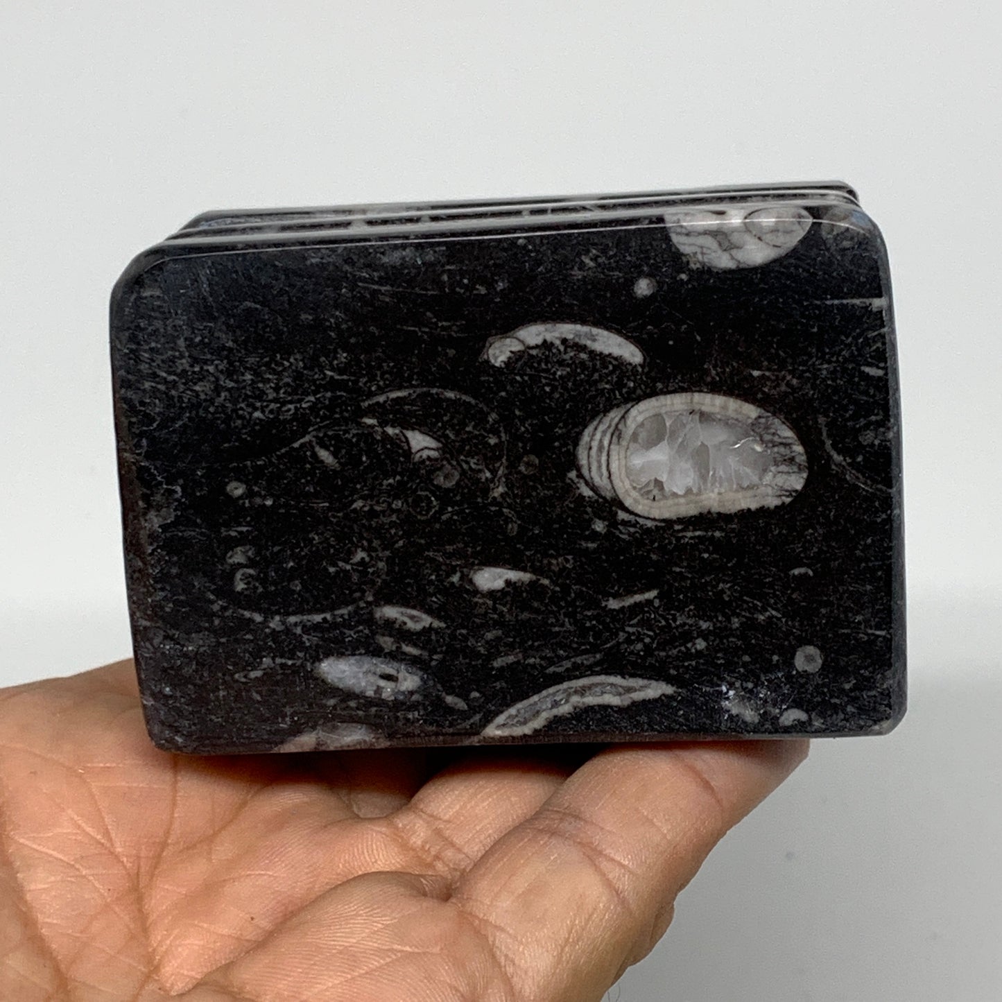 460g, 2.8" x 2.8" x 1.9" Black Fossils Orthoceras Ammonite Business Card Holder,