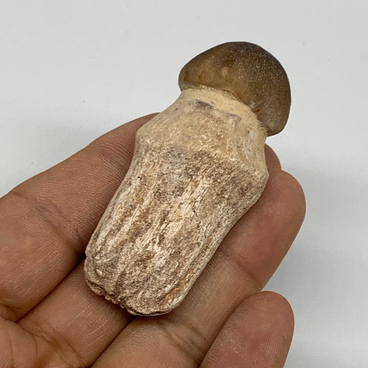 36.7g, 2.4"X1.1"x0.9" Fossil Globidens phosphaticus (Mosasaur ) Tooth, Cretaceou