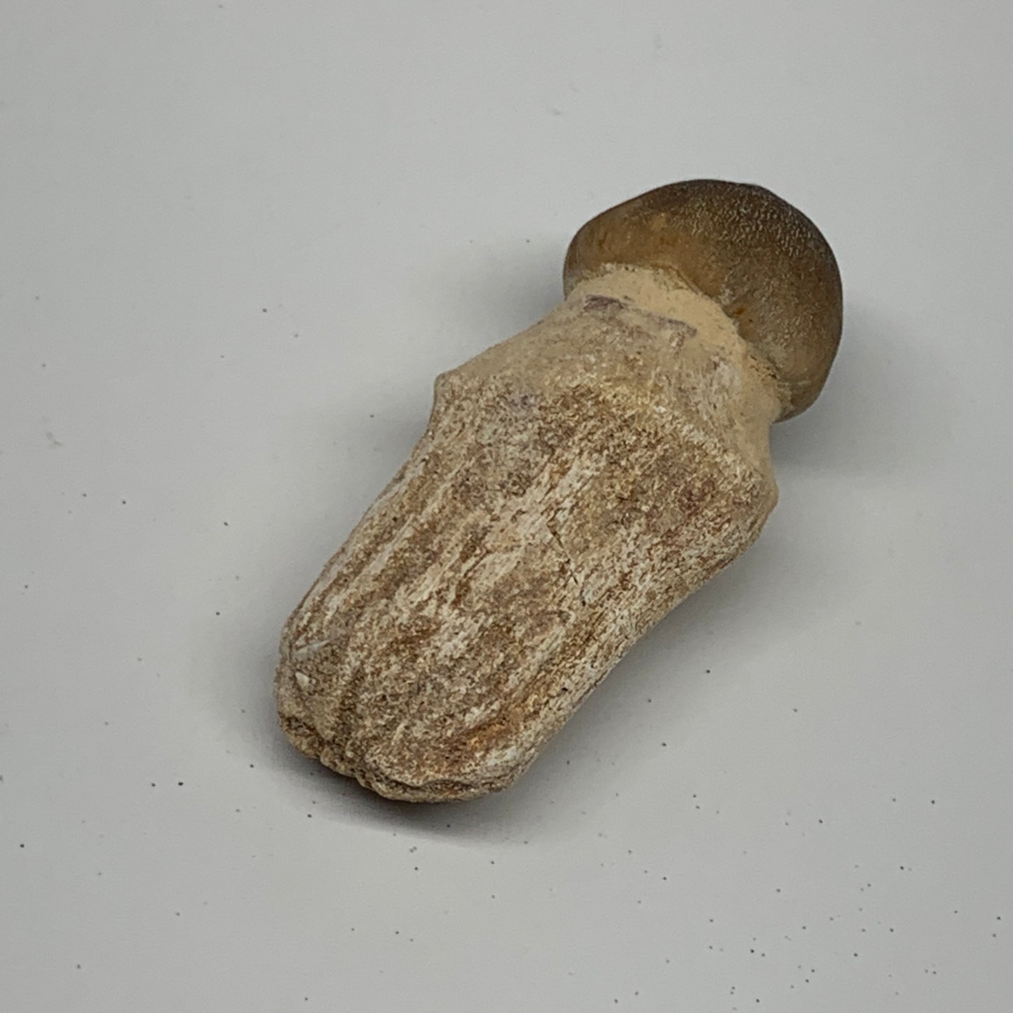 36.7g, 2.4"X1.1"x0.9" Fossil Globidens phosphaticus (Mosasaur ) Tooth, Cretaceou