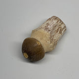 36.7g, 2.4"X1.1"x0.9" Fossil Globidens phosphaticus (Mosasaur ) Tooth, Cretaceou