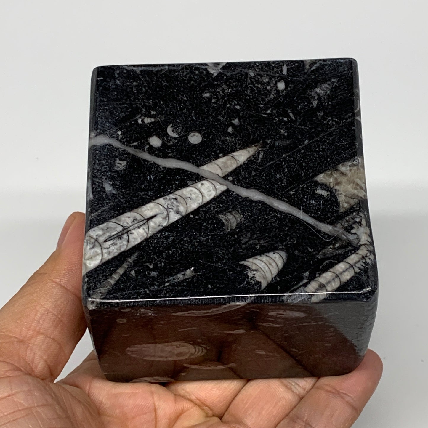 460g, 2.8" x 2.8" x 1.9" Black Fossils Orthoceras Ammonite Business Card Holder,