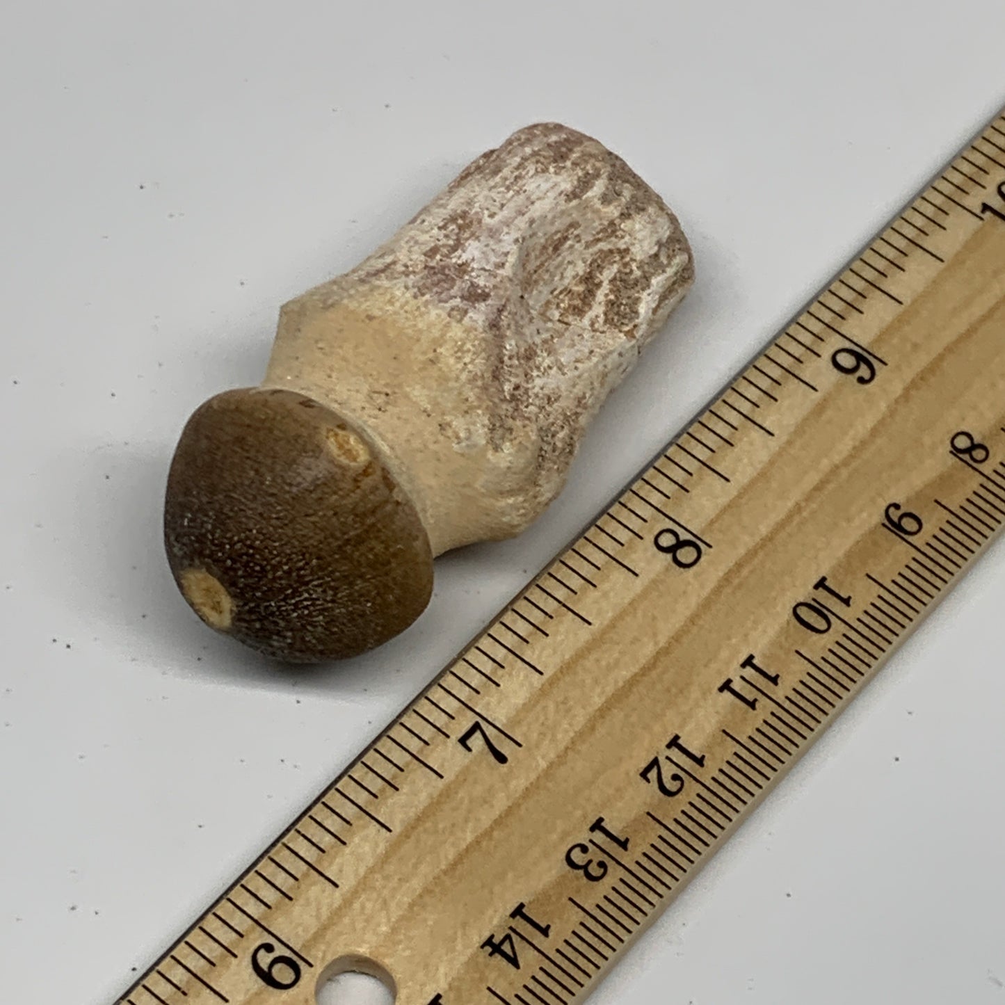 36.7g, 2.4"X1.1"x0.9" Fossil Globidens phosphaticus (Mosasaur ) Tooth, Cretaceou