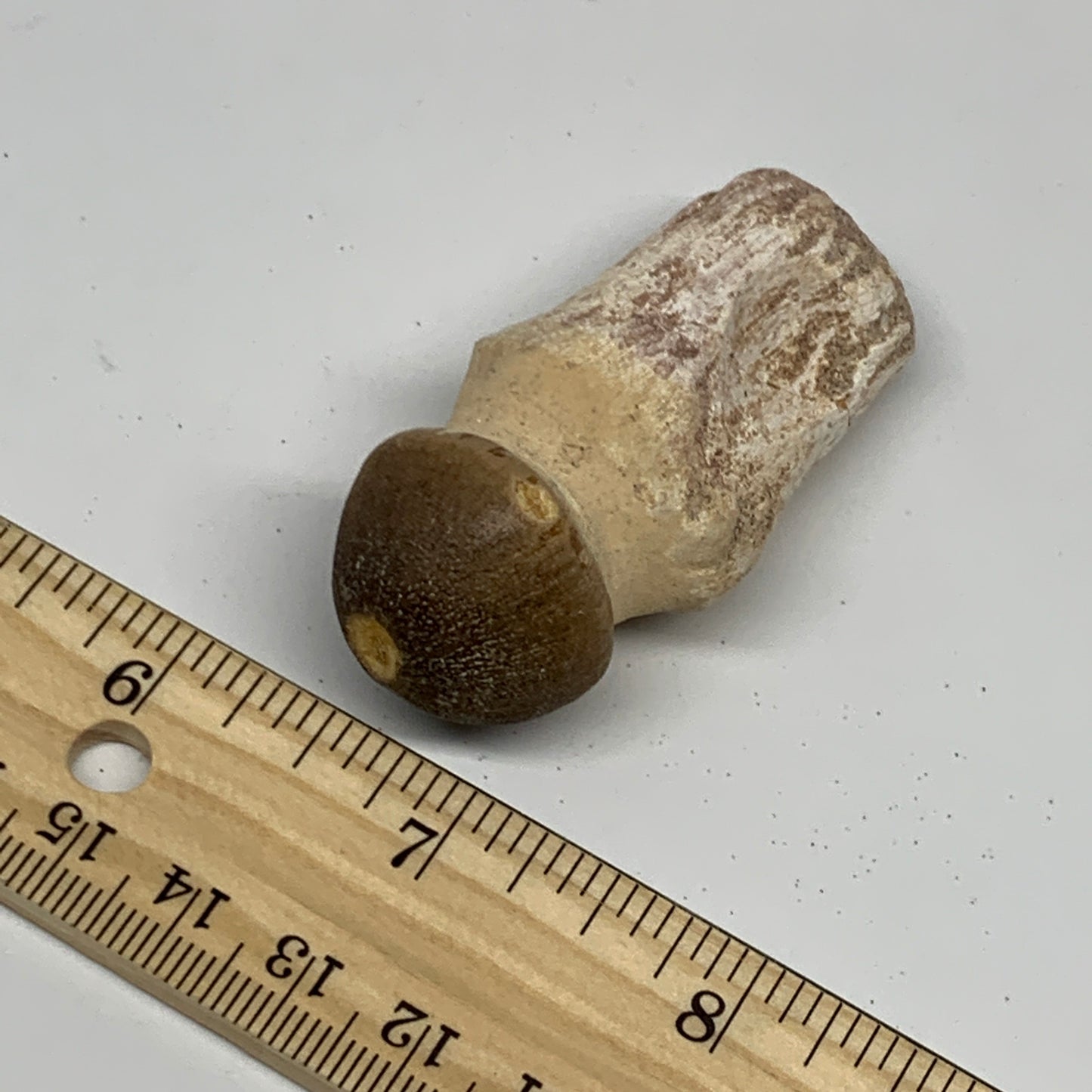 36.7g, 2.4"X1.1"x0.9" Fossil Globidens phosphaticus (Mosasaur ) Tooth, Cretaceou