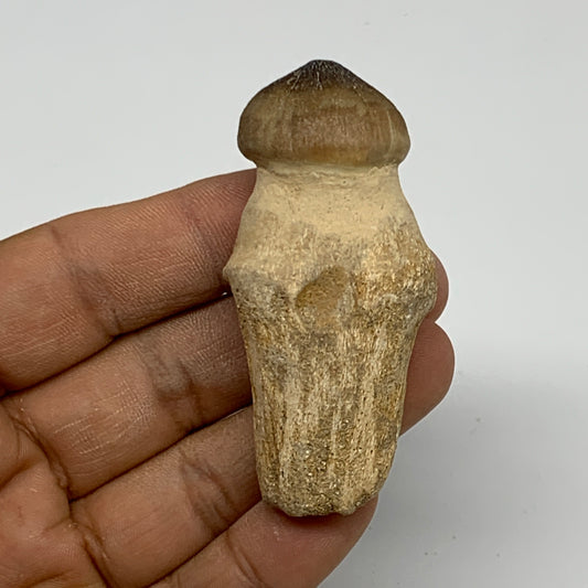 39g, 2.5"X1.2"x0.9" Fossil Globidens phosphaticus (Mosasaur ) Tooth, Cretaceous,