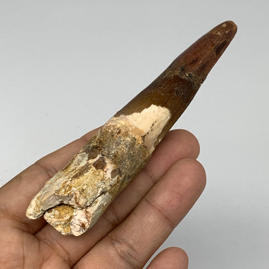 44.7g,4.2"X 0.8"x 0.8" Rare Natural Fossils Spinosaurus Tooth from Morocco, F313