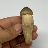 39g, 2.5"X1.2"x0.9" Fossil Globidens phosphaticus (Mosasaur ) Tooth, Cretaceous,