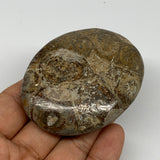 92.4g,2.6"x2.1"x 0.8", Coral Fossils Palm-Stone Polished from Morocco, B20377