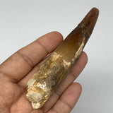 44.7g,4.2"X 0.8"x 0.8" Rare Natural Fossils Spinosaurus Tooth from Morocco, F313
