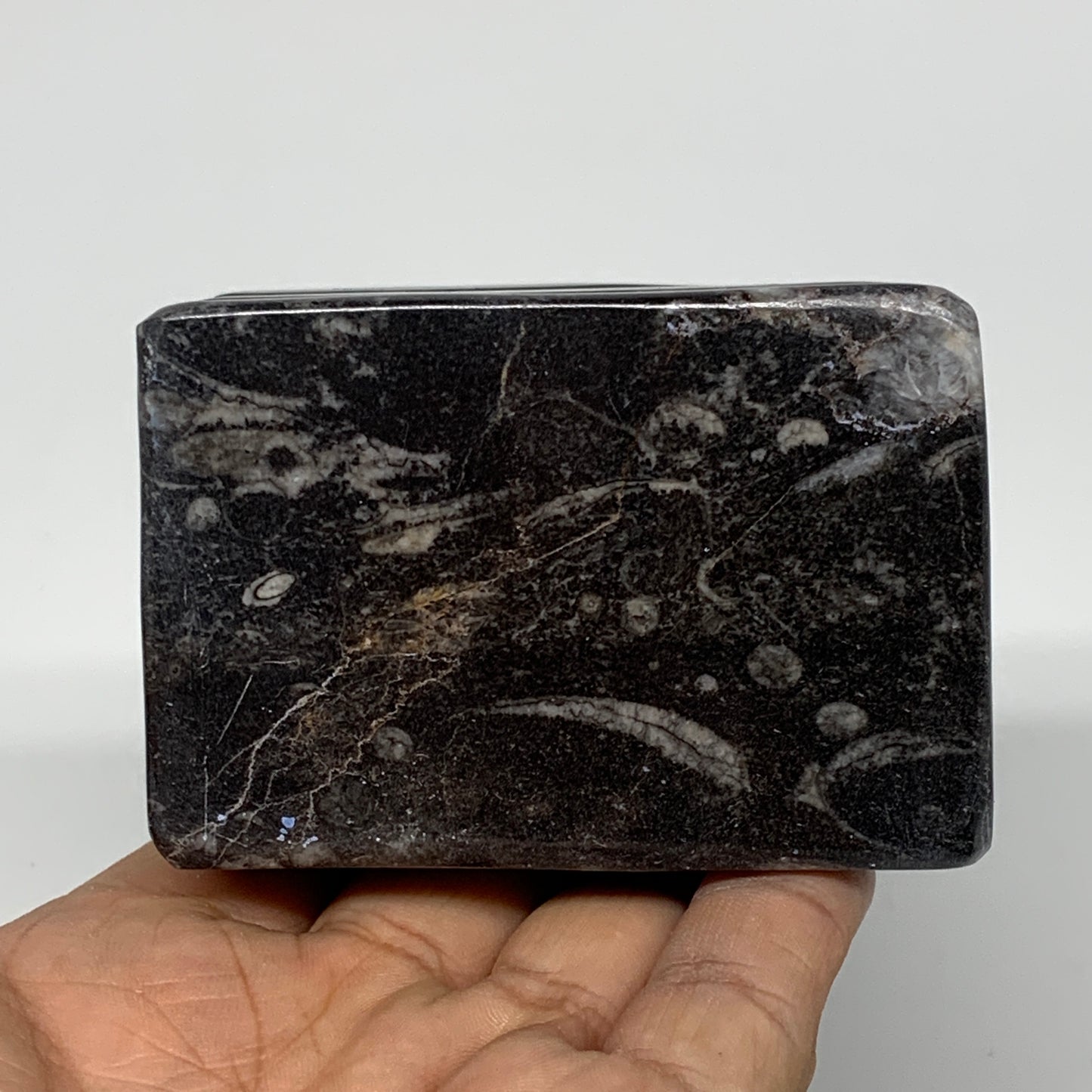 482g, 2.8" x 2.8" x 1.9" Black Fossils Orthoceras Ammonite Business Card Holder,