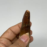 44.7g,4.2"X 0.8"x 0.8" Rare Natural Fossils Spinosaurus Tooth from Morocco, F313
