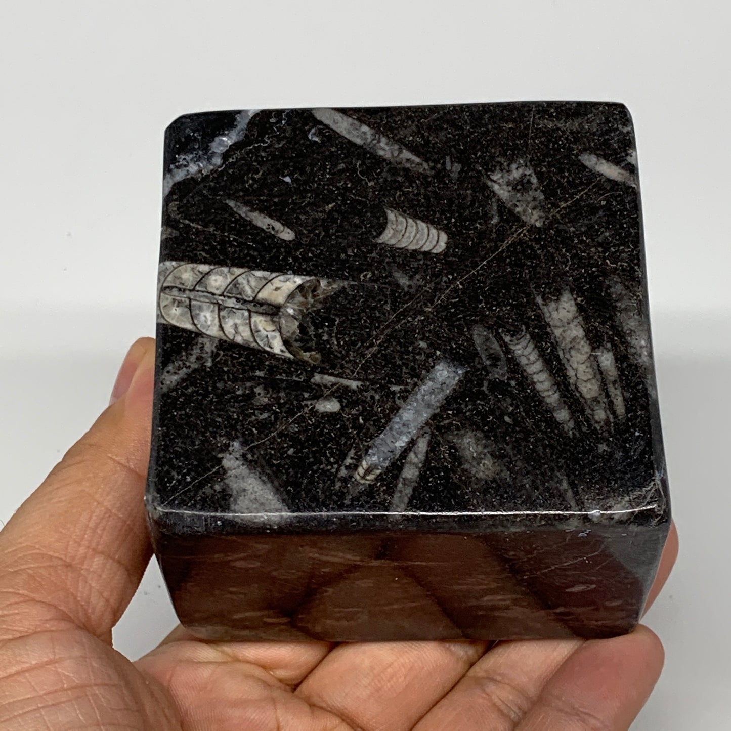 482g, 2.8" x 2.8" x 1.9" Black Fossils Orthoceras Ammonite Business Card Holder,