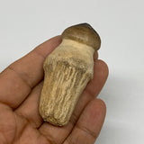 39g, 2.5"X1.2"x0.9" Fossil Globidens phosphaticus (Mosasaur ) Tooth, Cretaceous,