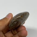92.4g,2.6"x2.1"x 0.8", Coral Fossils Palm-Stone Polished from Morocco, B20377