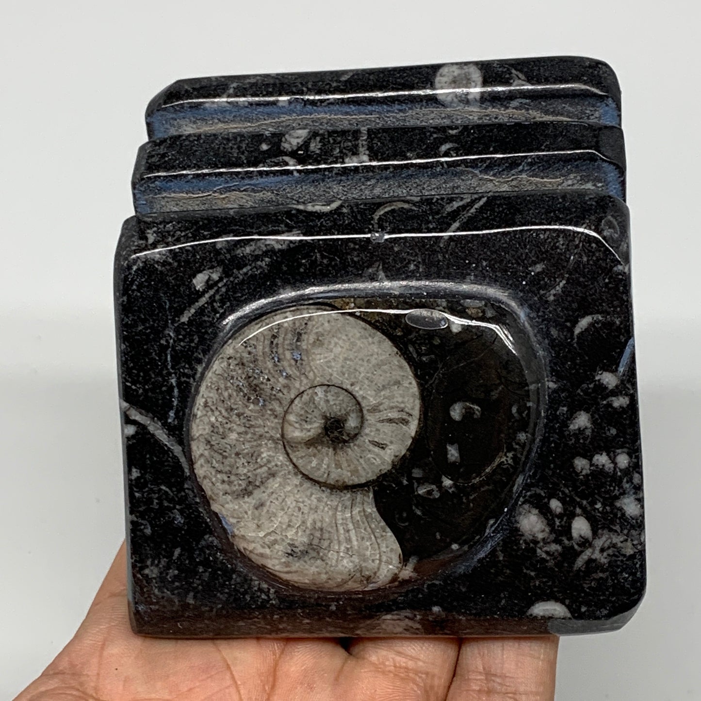 520g, 2.9" x 2.9" x 1.9" Black Fossils Orthoceras Ammonite Business Card Holder,