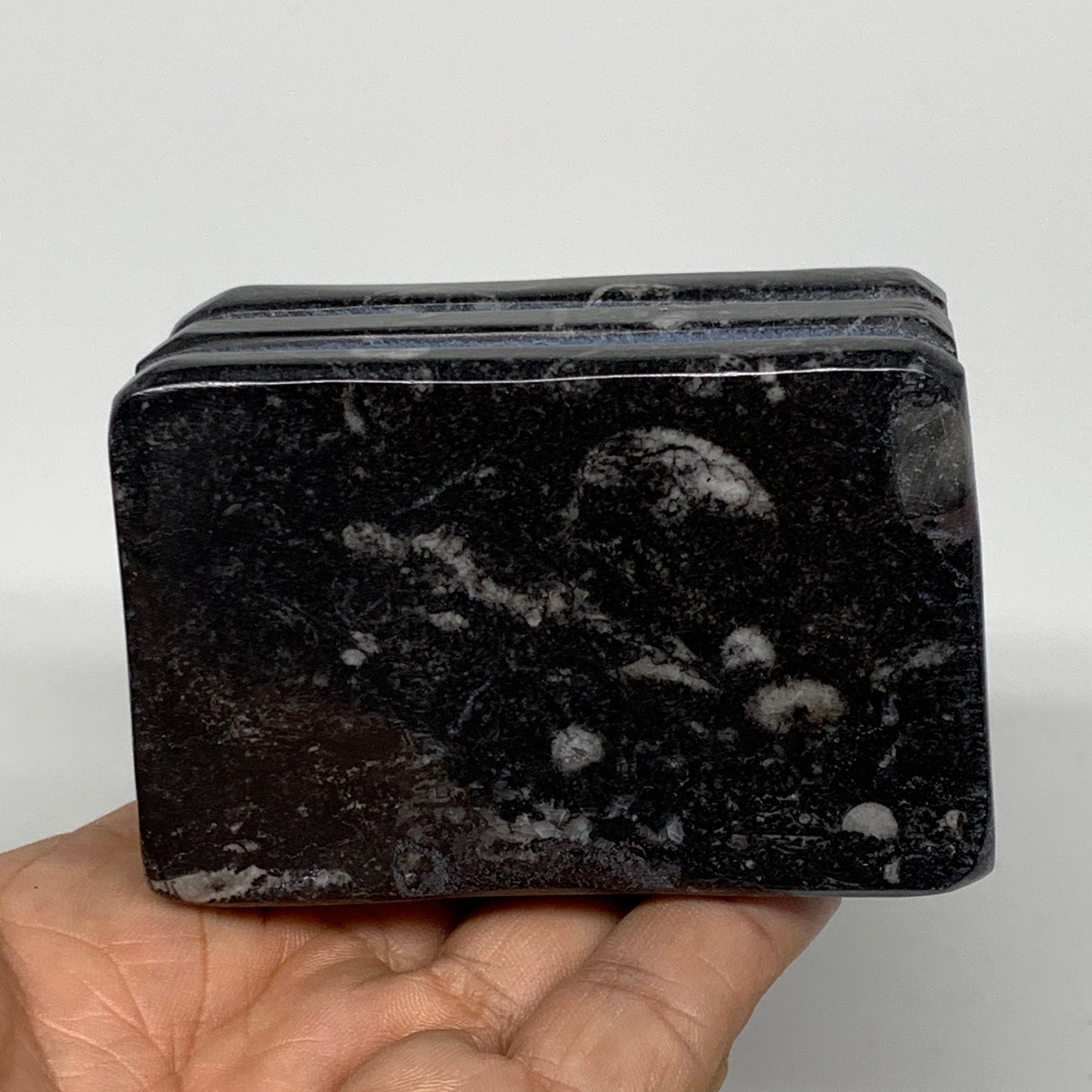 520g, 2.9" x 2.9" x 1.9" Black Fossils Orthoceras Ammonite Business Card Holder,