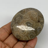 111.3g,2.5"x2.1"x 1", Coral Fossils Palm-Stone Polished from Morocco, B20379