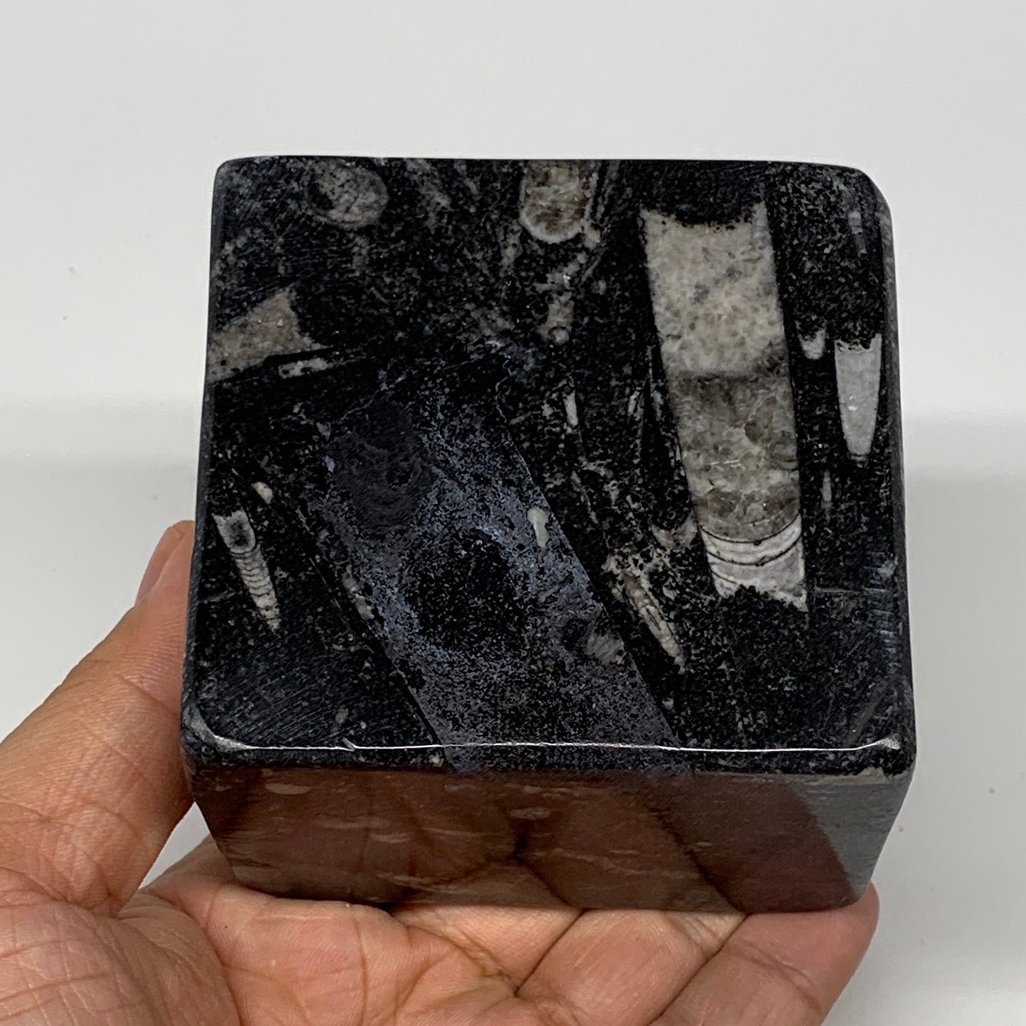 520g, 2.9" x 2.9" x 1.9" Black Fossils Orthoceras Ammonite Business Card Holder,