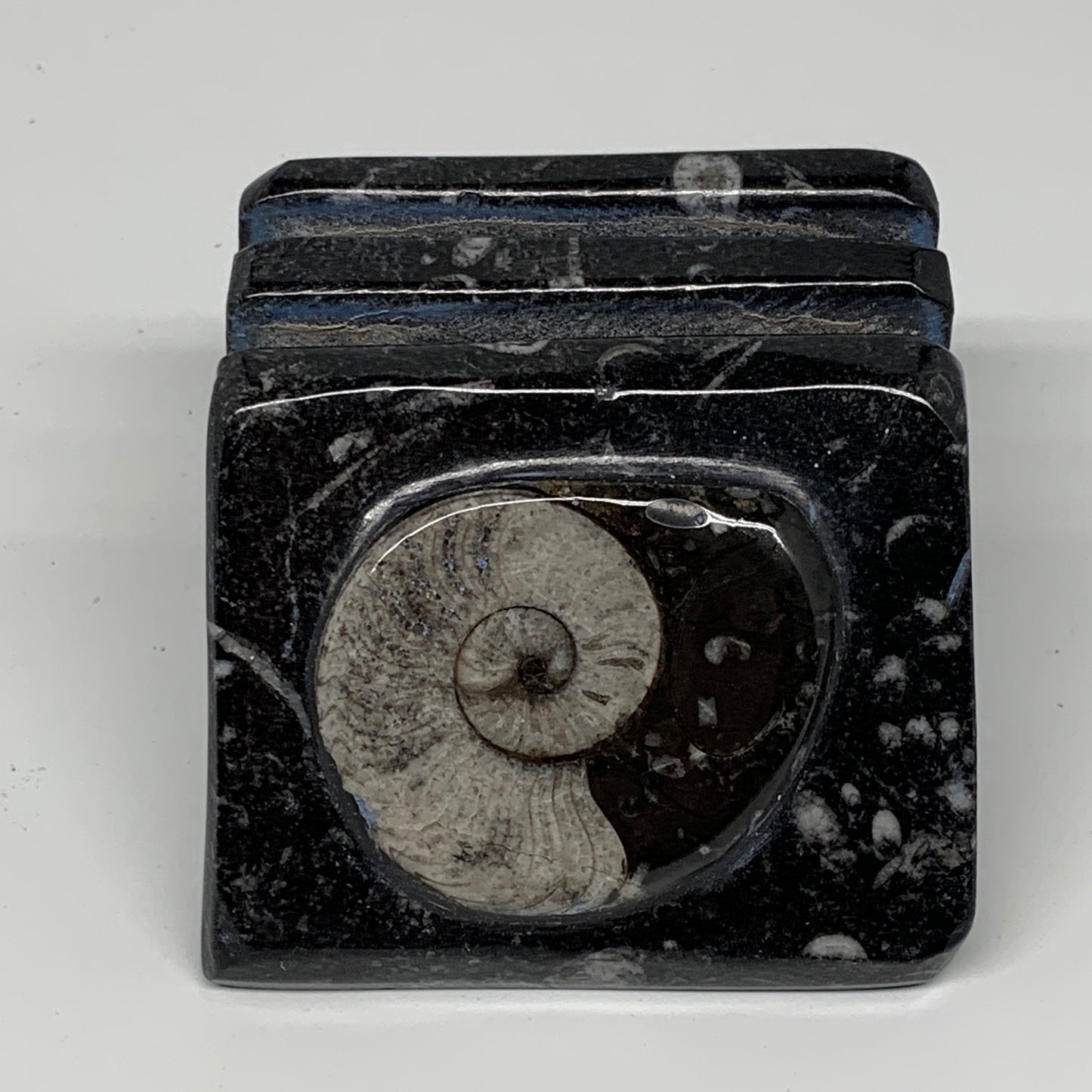 520g, 2.9" x 2.9" x 1.9" Black Fossils Orthoceras Ammonite Business Card Holder,