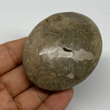 111.3g,2.5"x2.1"x 1", Coral Fossils Palm-Stone Polished from Morocco, B20379