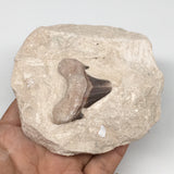 340g,3.8"X3.6"x1.7"Otodus Fossil Shark Tooth Mounted on Matrix @Morocco,MF1871