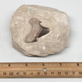 340g,3.8"X3.6"x1.7"Otodus Fossil Shark Tooth Mounted on Matrix @Morocco,MF1871