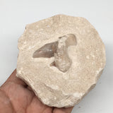 462g,3.5"X4"x1.9"Otodus Fossil Shark Tooth Mounted on Matrix @Morocco,MF1872