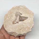 462g,3.5"X4"x1.9"Otodus Fossil Shark Tooth Mounted on Matrix @Morocco,MF1872