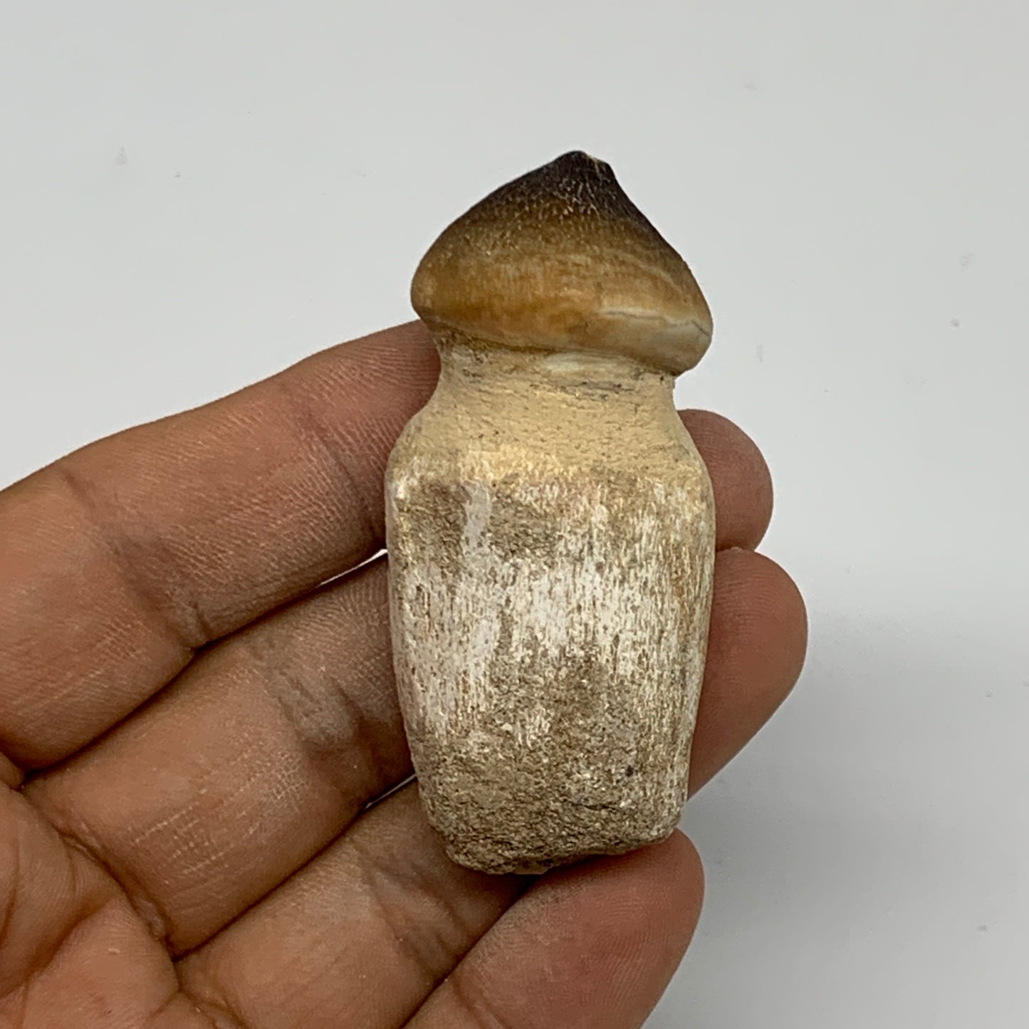 30g, 2.3"X1"x0.9" Fossil Globidens phosphaticus (Mosasaur ) Tooth, Cretaceous,B2