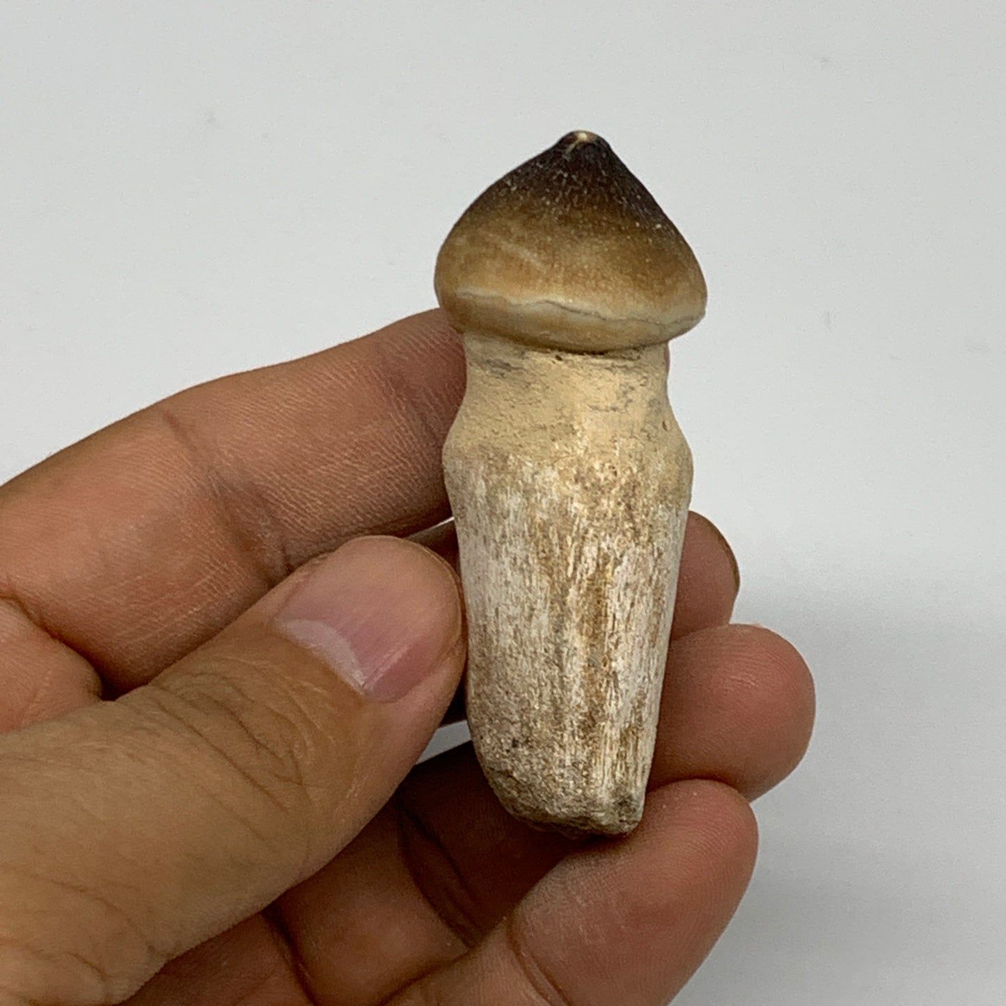 30g, 2.3"X1"x0.9" Fossil Globidens phosphaticus (Mosasaur ) Tooth, Cretaceous,B2