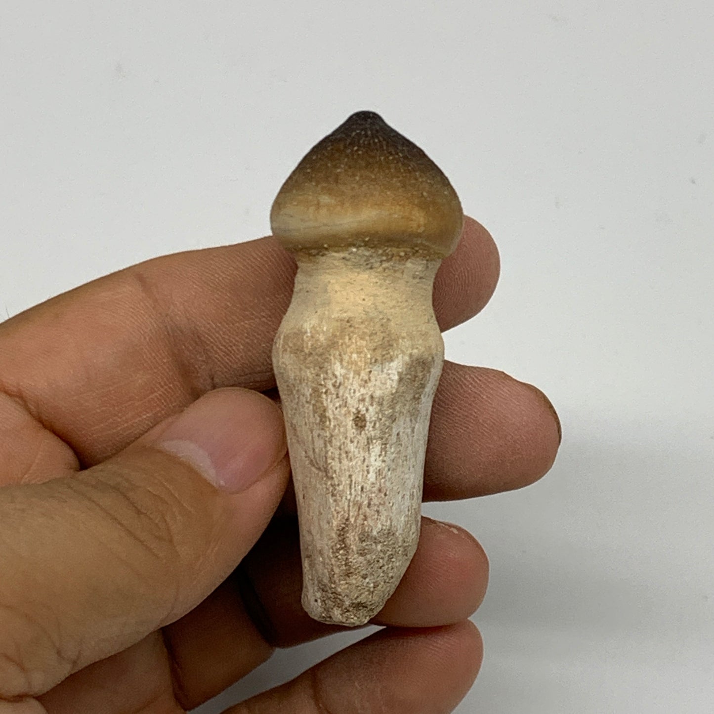 30g, 2.3"X1"x0.9" Fossil Globidens phosphaticus (Mosasaur ) Tooth, Cretaceous,B2