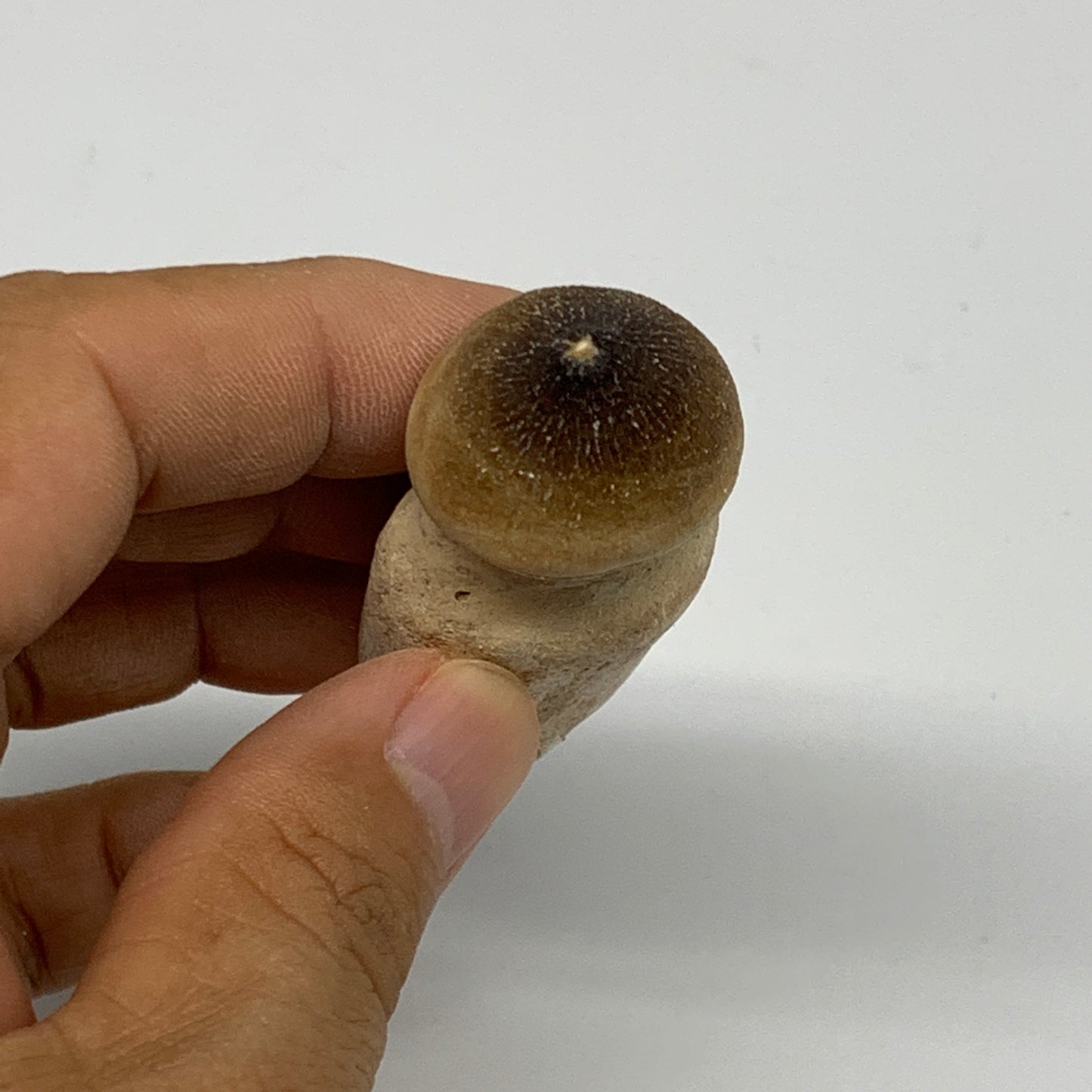 30g, 2.3"X1"x0.9" Fossil Globidens phosphaticus (Mosasaur ) Tooth, Cretaceous,B2