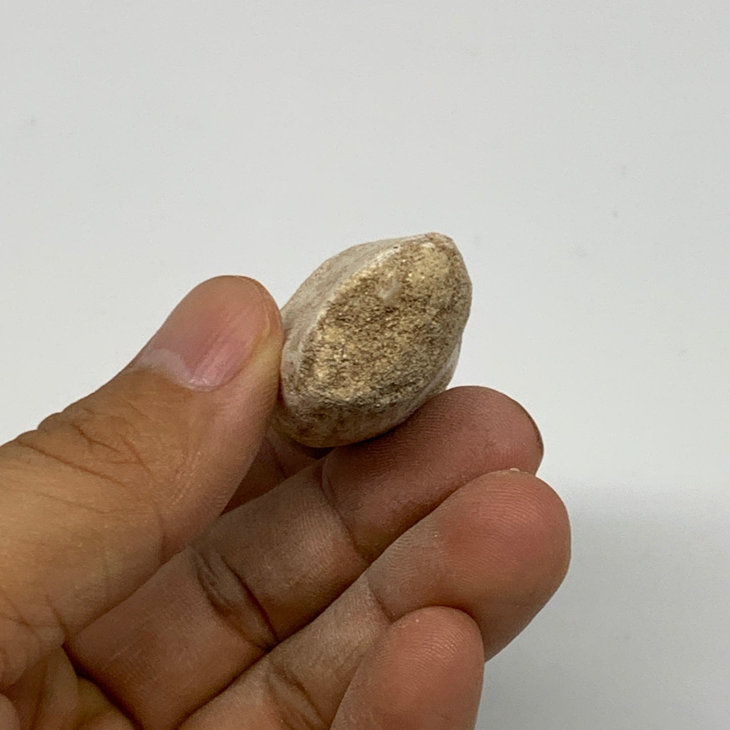 30g, 2.3"X1"x0.9" Fossil Globidens phosphaticus (Mosasaur ) Tooth, Cretaceous,B2