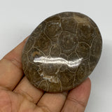 91.4g,2.6"x2"x 0.8", Coral Fossils Palm-Stone Polished from Morocco, B20382