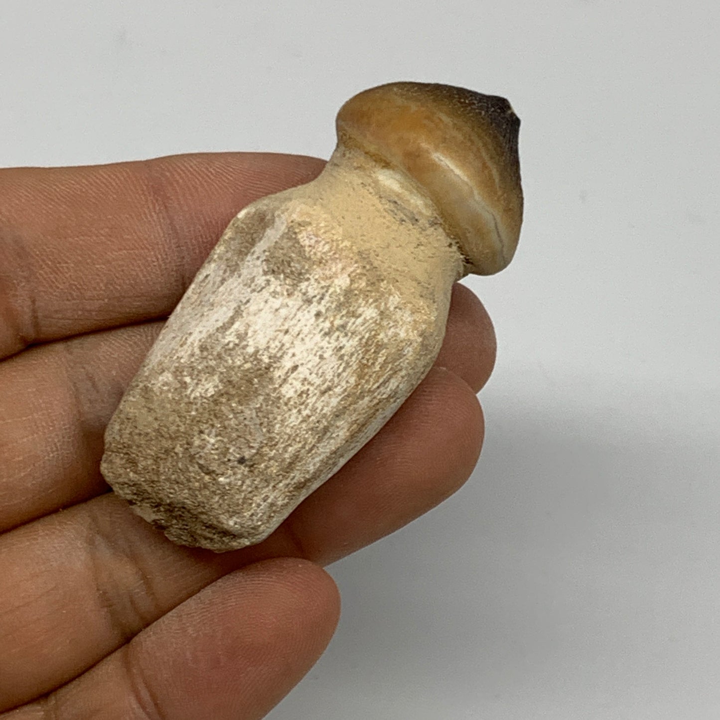 30g, 2.3"X1"x0.9" Fossil Globidens phosphaticus (Mosasaur ) Tooth, Cretaceous,B2