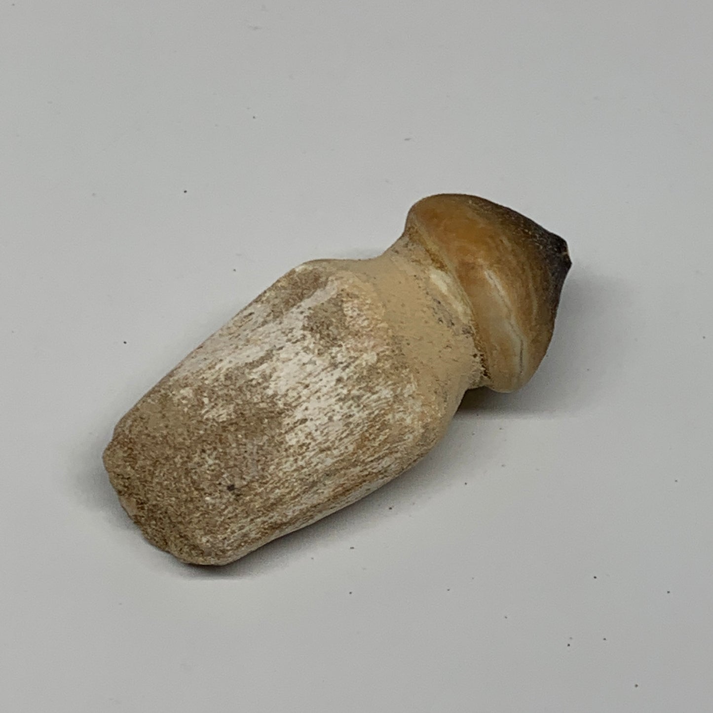 30g, 2.3"X1"x0.9" Fossil Globidens phosphaticus (Mosasaur ) Tooth, Cretaceous,B2