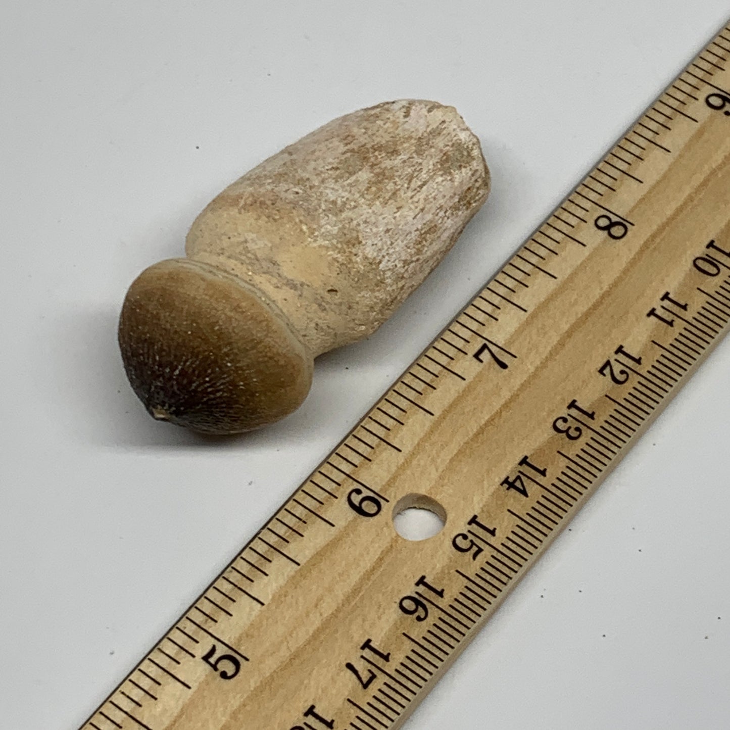 30g, 2.3"X1"x0.9" Fossil Globidens phosphaticus (Mosasaur ) Tooth, Cretaceous,B2