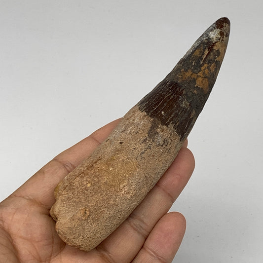 99.8g,5.2"X 1.2"x 1" Rare Natural Fossils Spinosaurus Tooth from Morocco, F3138