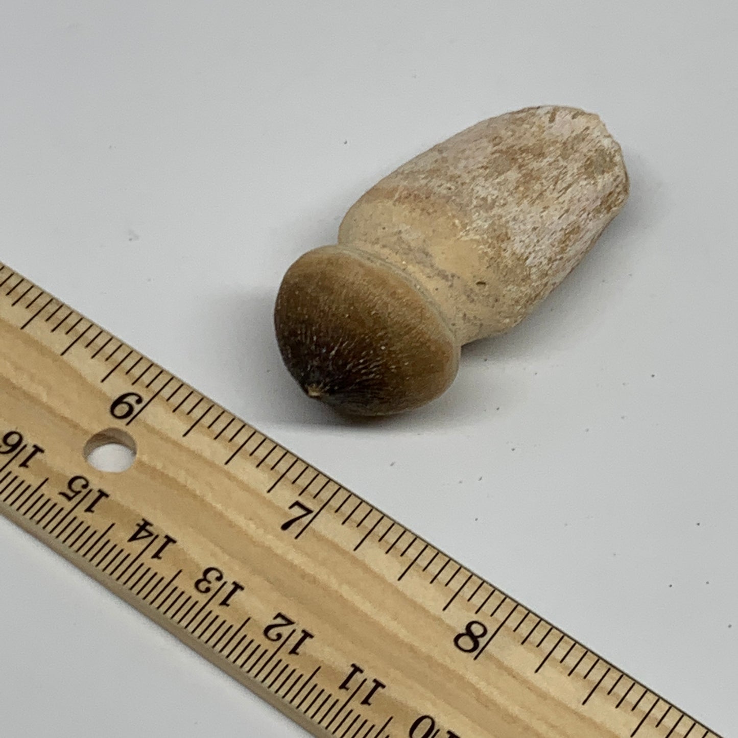 30g, 2.3"X1"x0.9" Fossil Globidens phosphaticus (Mosasaur ) Tooth, Cretaceous,B2