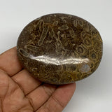 147.6g,2.8"x2.4"x 1", Coral Fossils Palm-Stone Polished from Morocco, B20383