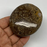 147.6g,2.8"x2.4"x 1", Coral Fossils Palm-Stone Polished from Morocco, B20383