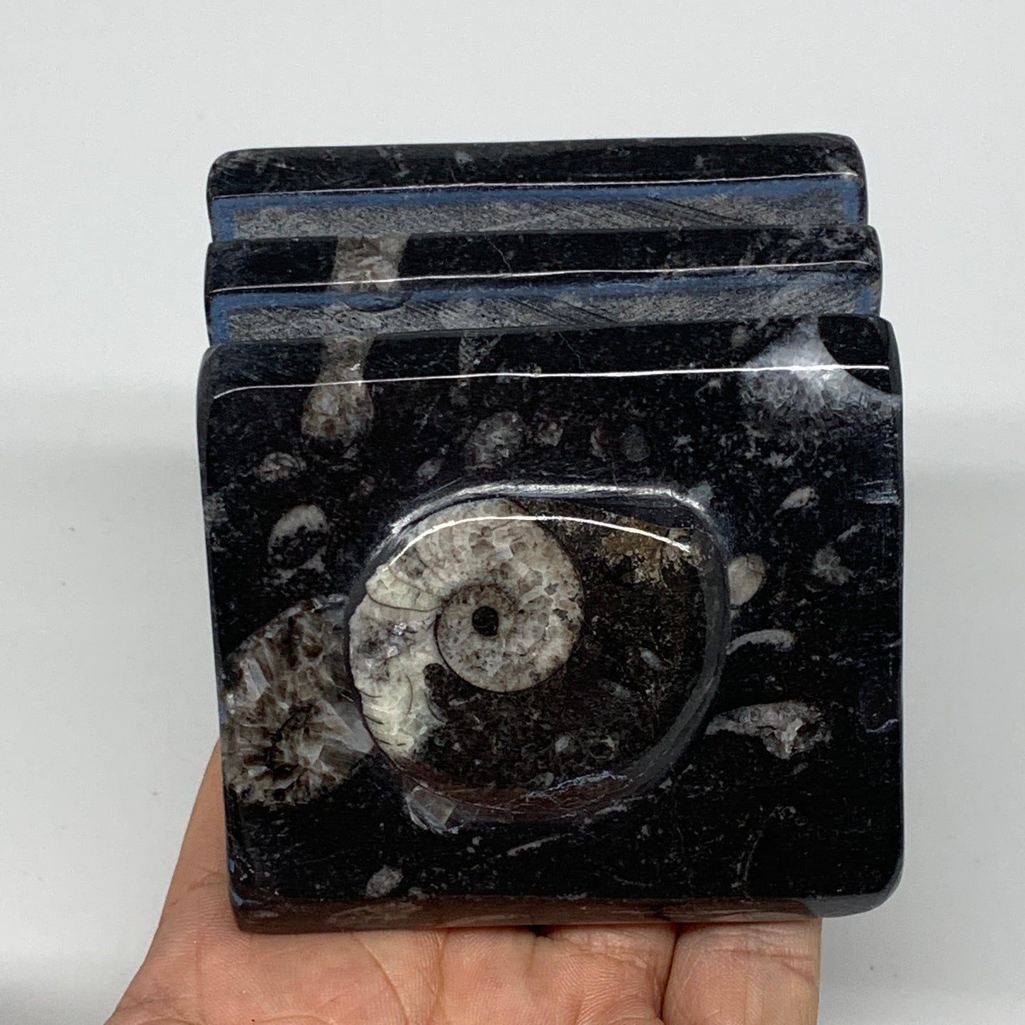 524g, 3" x 3" x 2" Black Fossils Orthoceras Ammonite Business Card Holder,B8258
