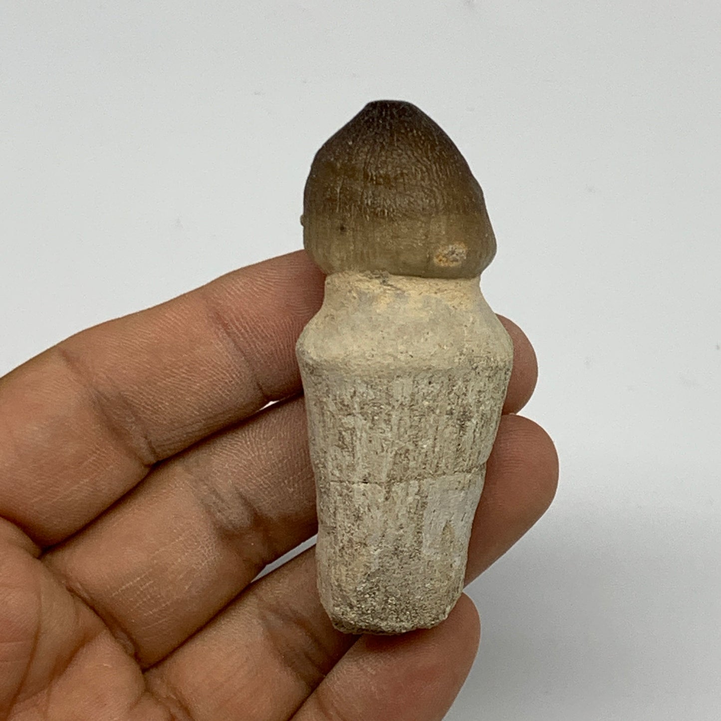 34.8g, 2.6"X1"x0.9" Fossil Globidens phosphaticus (Mosasaur ) Tooth, Cretaceous,